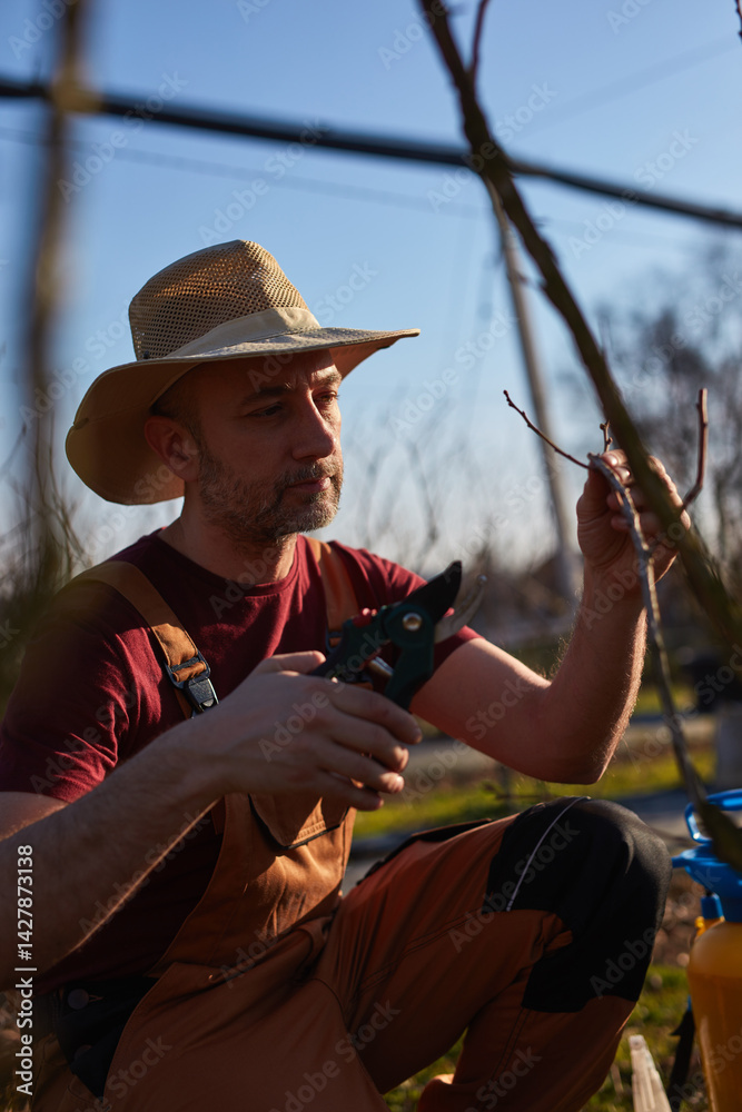 Male gardener with pruning shears working in a blueberries organic farm.