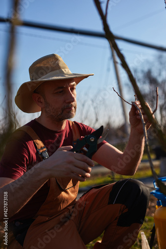 Male gardener with pruning shears working in a blueberries organic farm.