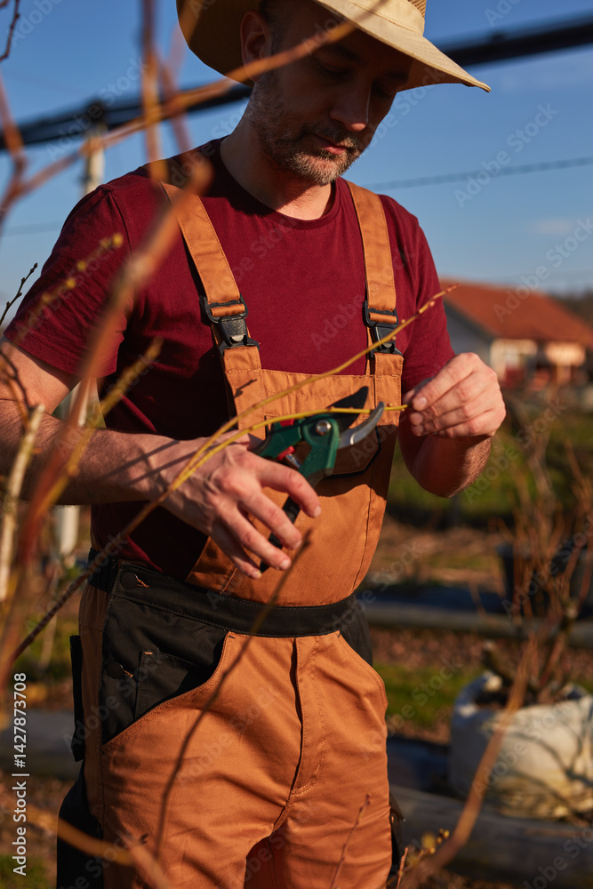 Male gardener with pruning shears working in a blueberries organic farm.