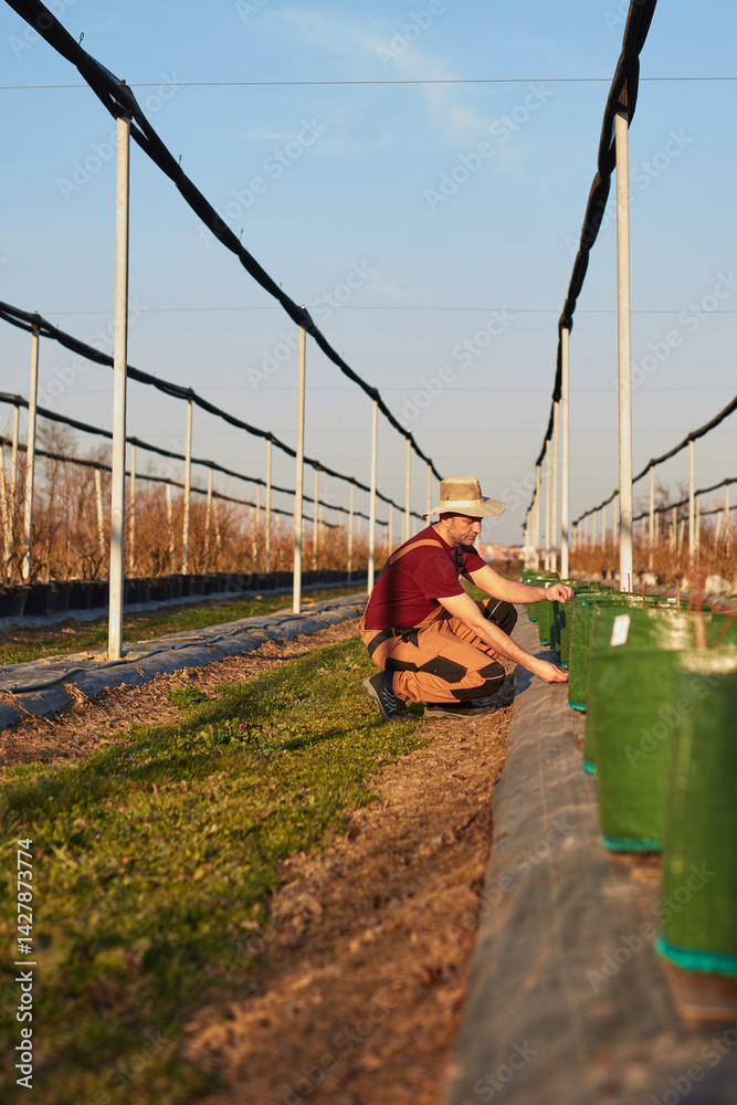 Male gardener with hat working in a blueberries organic farm.