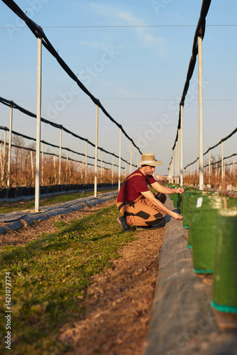Obraz na płótnie Male gardener with hat working in a blueberries organic farm. w salonie