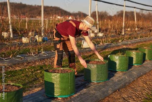 Male gardener with hat working in a blueberries organic farm.