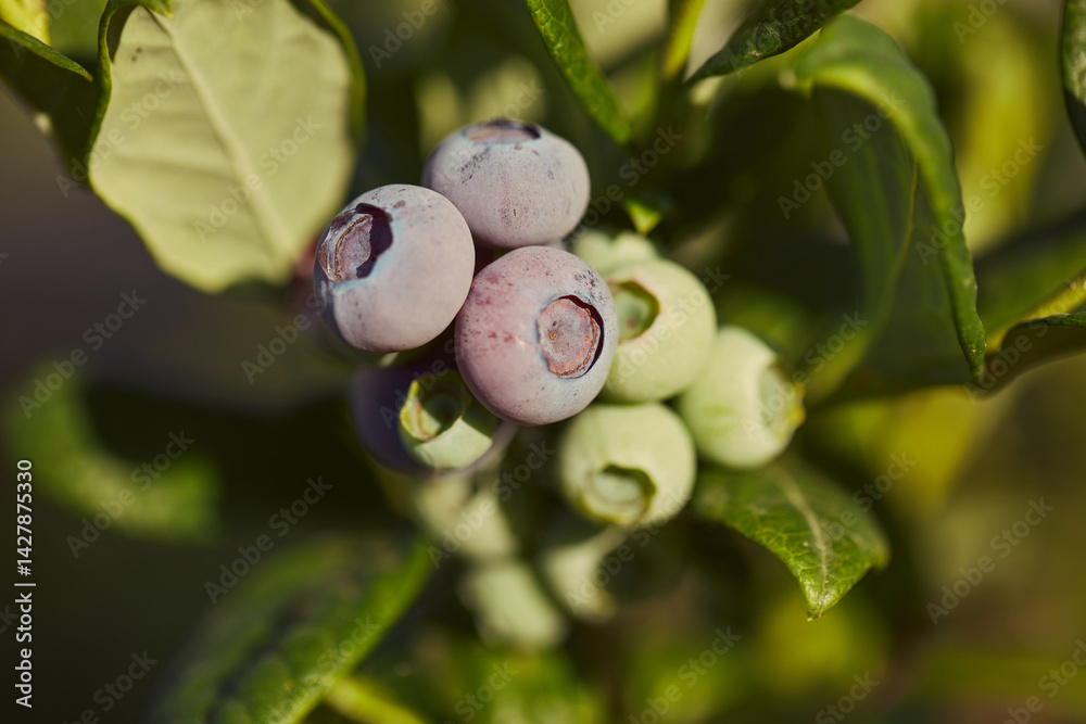 Fresh blueberries ready for seasonal picking on a farm.