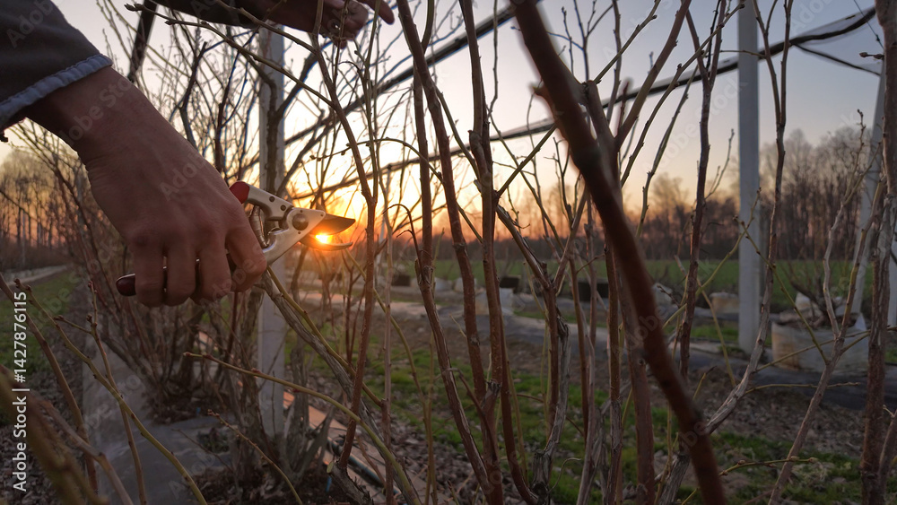 Male gardener with pruning shears working in a blueberries organic farm.