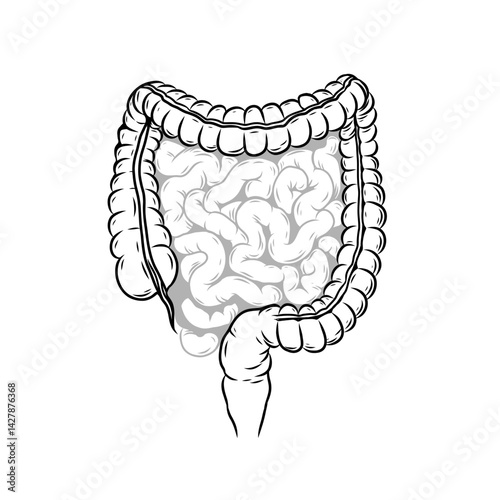 Human digestive system. Large and small intestines. Hand drawn, black and white medical illustration for medical, educational or biological purposes. Anatomically correct human internal organs