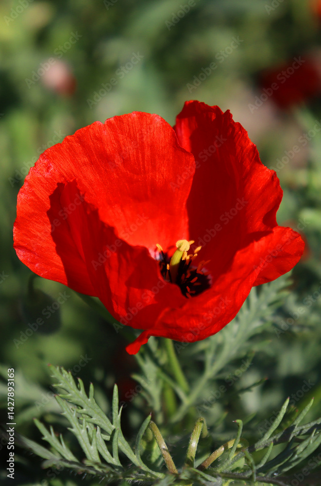Fototapeta premium red poppy flower