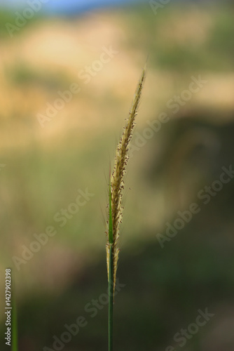 Cenchrus pedicellatum, formerly Pennisetum pedicellatum, known simply as desho or desho grass, is a grass native to Ethiopia from the monocotyledonous angiosperm plant family Poaceae.