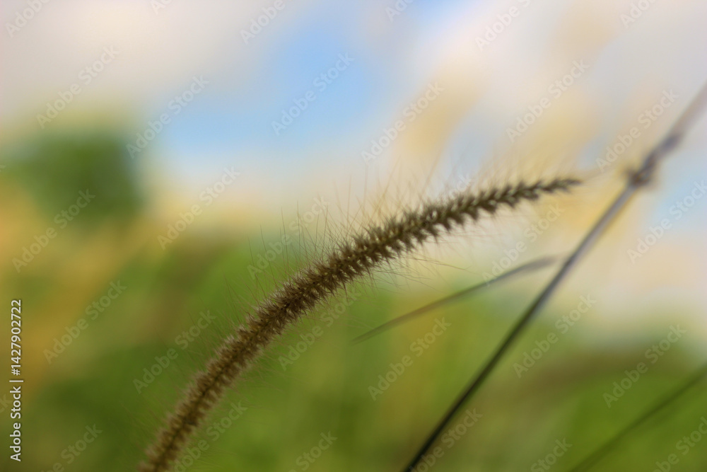 Obraz premium Cenchrus pedicellatum, formerly Pennisetum pedicellatum, known simply as desho or desho grass, is a grass native to Ethiopia from the monocotyledonous angiosperm plant family Poaceae.