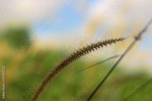 Cenchrus pedicellatum, formerly Pennisetum pedicellatum, known simply as desho or desho grass, is a grass native to Ethiopia from the monocotyledonous angiosperm plant family Poaceae.