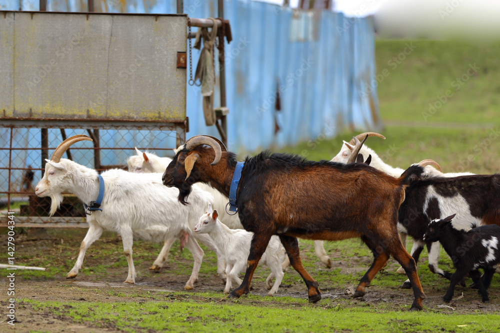 Obraz premium A herd of goats of different ages and colors graze in a meadow.