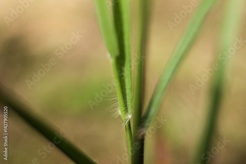 Cenchrus pedicellatum, formerly Pennisetum pedicellatum, known simply as desho or desho grass, is a grass native to Ethiopia from the monocotyledonous angiosperm plant family Poaceae.
