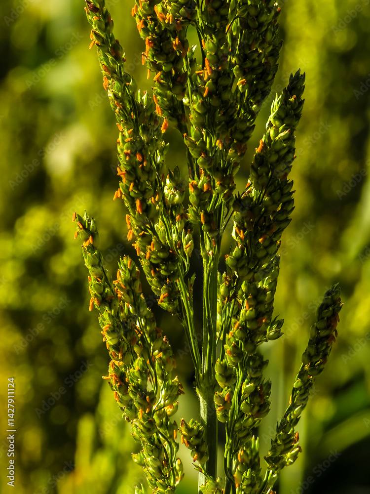 Closeup of sorghum ear on a field in Brazil