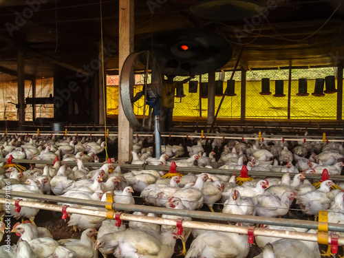 Live chickens for meat production feed on poultry farm in Santa Catarina state, south reguion of Brazil