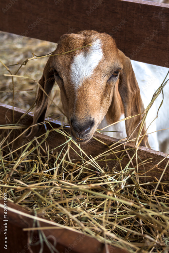 Baby Goat on confinement in Brazil. Portrait of a goat on a farm