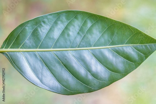 Close-up of a vibrant green leaf, showcasing its prominent veins.  A healthy, lush leaf, exhibiting a smooth texture