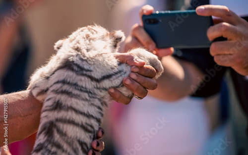Принти на полотні tiger cub in petting zoo