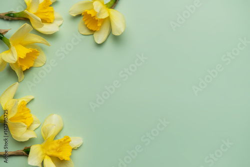 Yellow daffodils creating a border on pastel green background