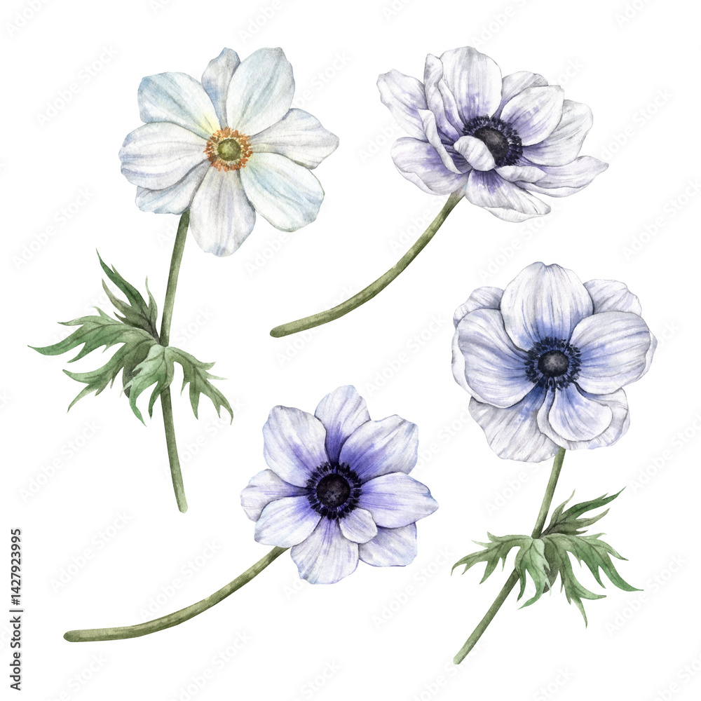 Obraz premium Anemones white and soft purple with green leaves. Watercolor botanical set of isolated illustrations, suitable for greeting cards, wedding invitations, branding, packaging and spring design.