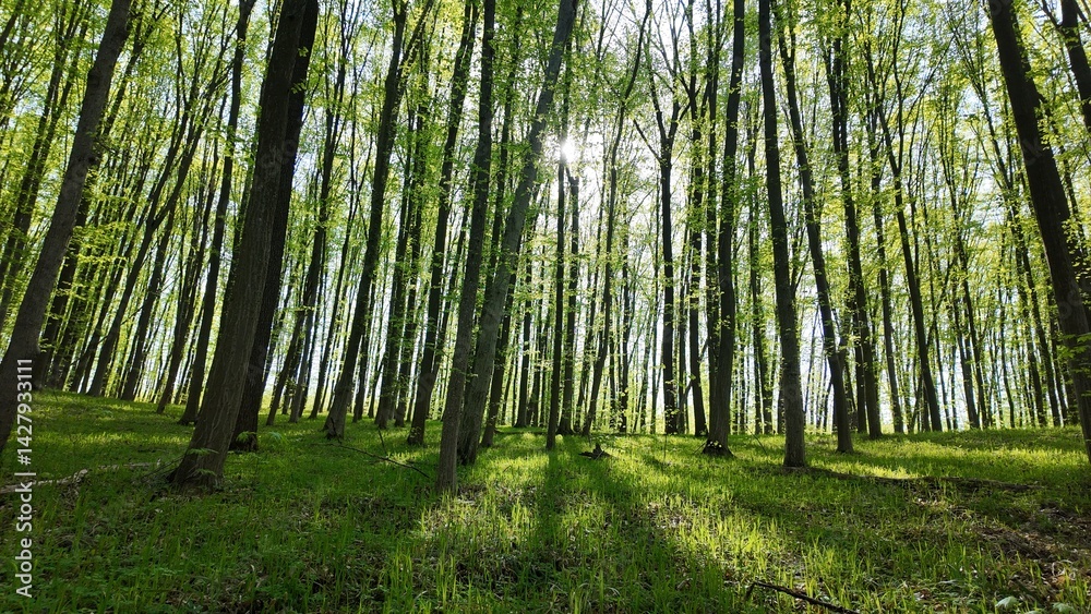 Fototapeta premium Green spring forest with flowers and grass in morning sunlight.