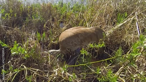 Sandhill Crane feeding