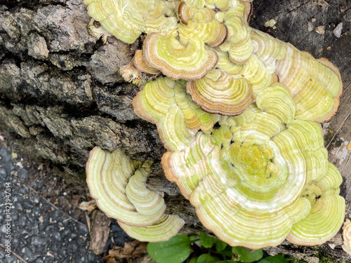 Close-Up of Green-Tinted Fungi on Tree Bark