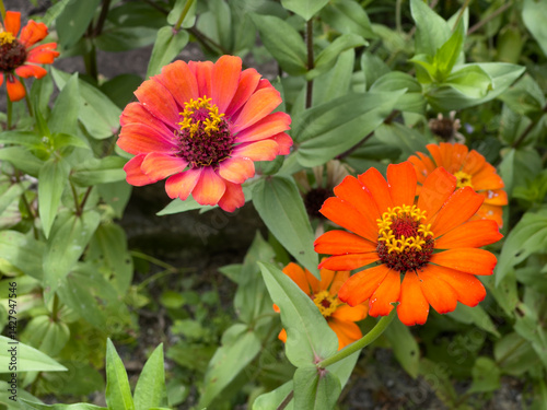 Close-Up of Vibrant Zinnia Flowers in Bloom