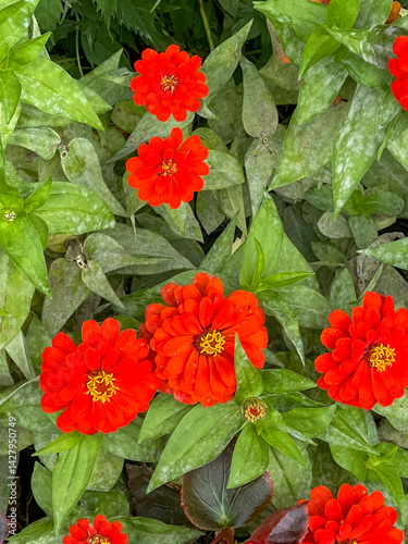 Bold Red Zinnias Among Green Foliage