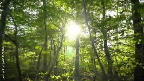 Moving Shot of Sunlight Through Forest Canopy.Generated AI