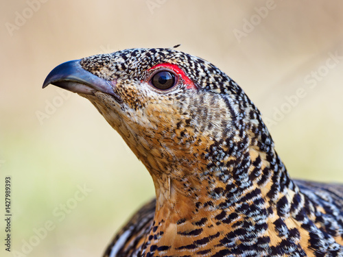 Portrait of female western capercaillie (Tetrao urogallus)