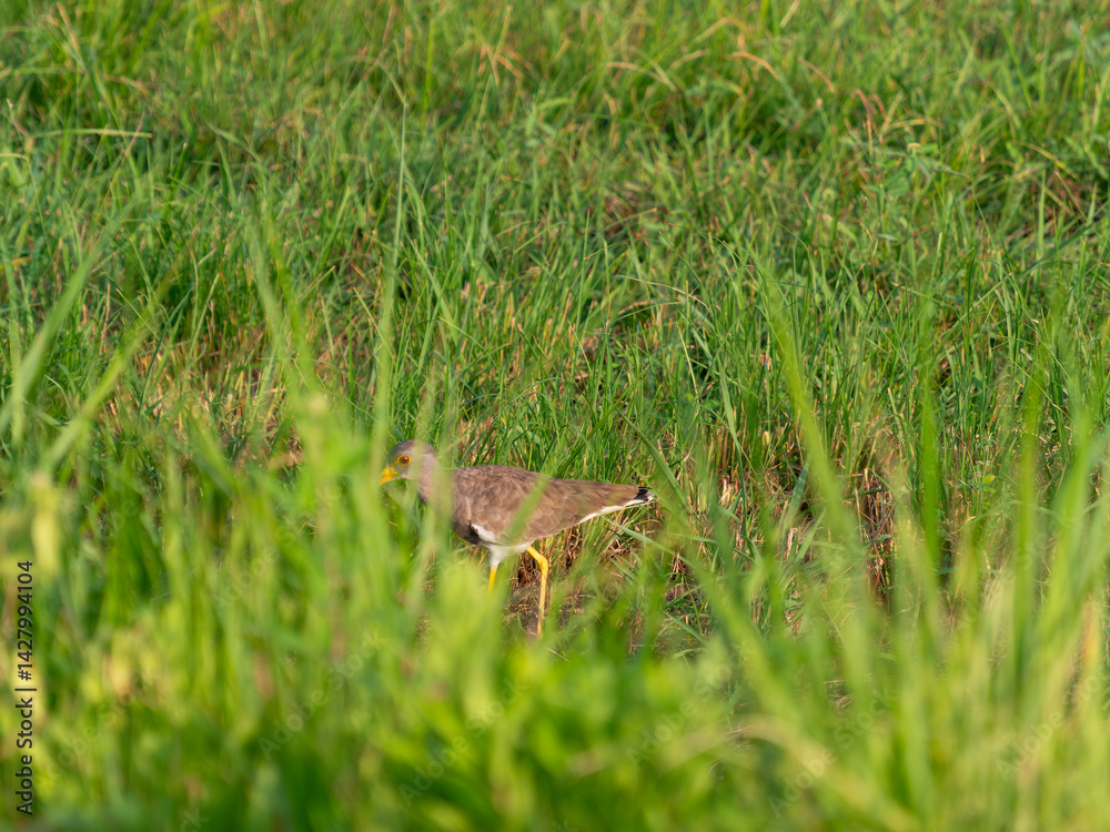 Obraz premium 八尾空港の草むらに隠れるケリ