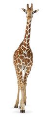 Full body shot of a reticulated giraffe standing on transparent background