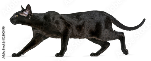 Obraz na plátne Elegant black oriental shorthair cat gracefully walking, isolated on transparent