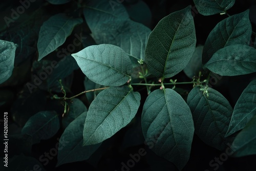 Lush green leaves in a dark forest