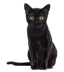 Studio shot of a black cat sitting and staring, isolated on transparent background