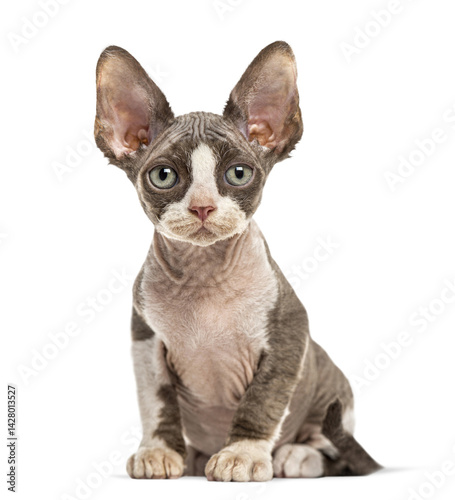 Konstfotografi Adorable devon rex kitten sitting and looking forward on a transparent backgroun