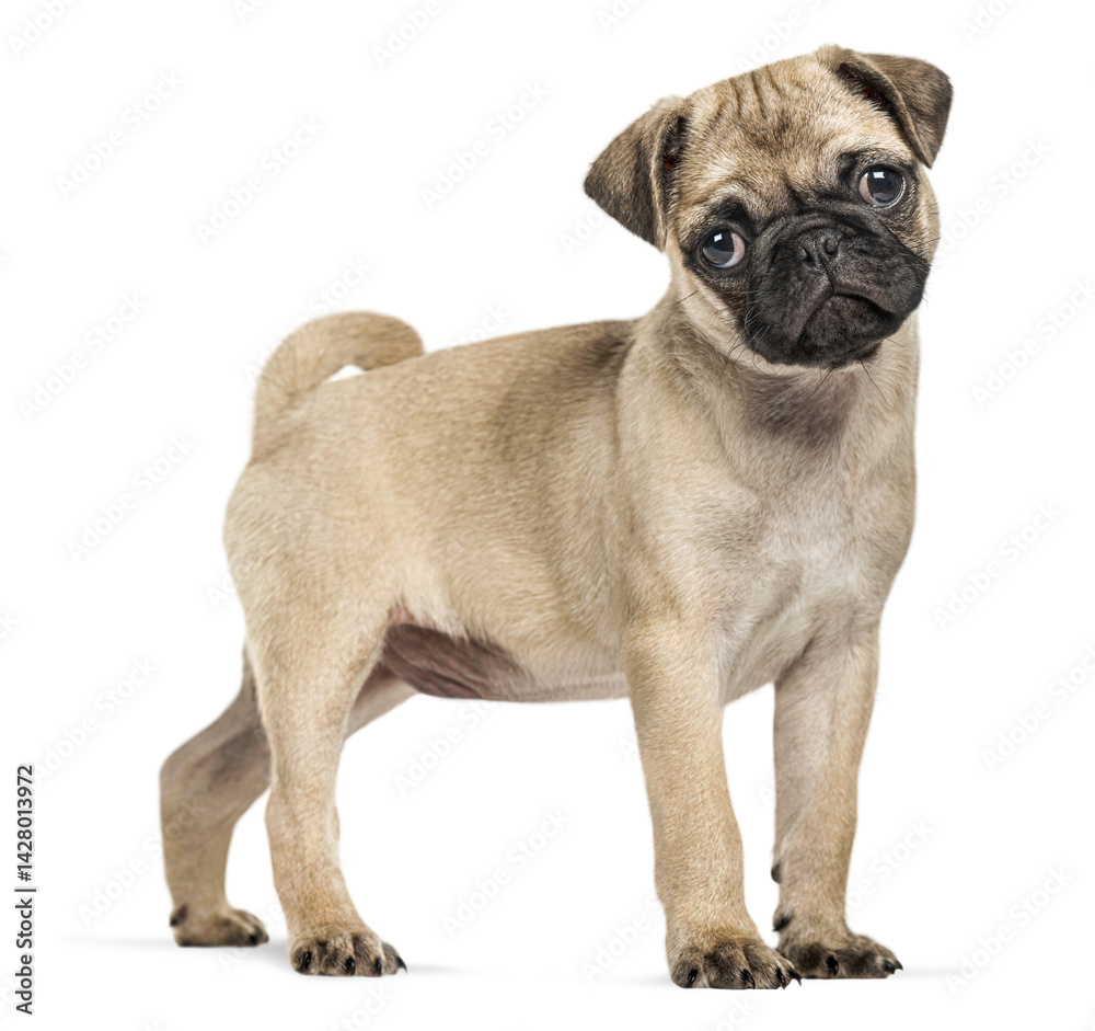 Fototapeta premium Small pug puppy standing on transparent background, looking curious