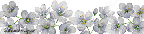 Vector cherry blossom banner.  Watercolor illustration. White background. For design, backgrounds
