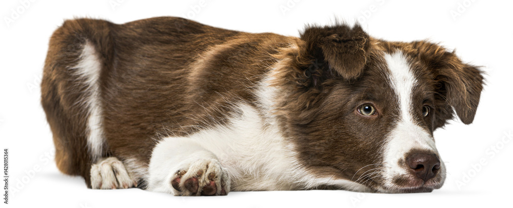 Obraz premium Adorable border collie puppy resting on a transparent background, showcasing its gentle nature and captivating gaze