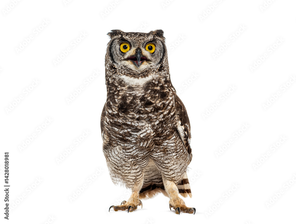 Fototapeta premium spotted eagle owl, bubo africanus, also known as african eagle owl, standing on a white background, looking up with its beak open