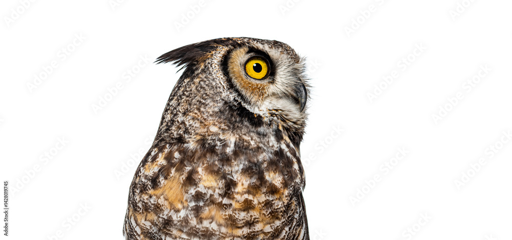 Obraz premium Great horned owl, Bubo virginianus saturatus, or tiger owl, standing with head turned to profile and looking away with its large yellow eyes, isolated on white