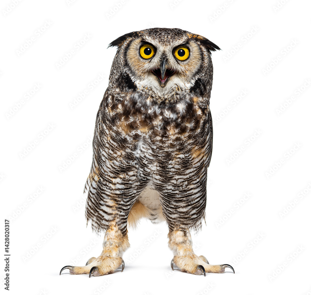 Fototapeta premium Expressive and looking angry Great horned owl bird, Bubo virginianus saturatus, or tiger owl, beak wide open, isolated on white