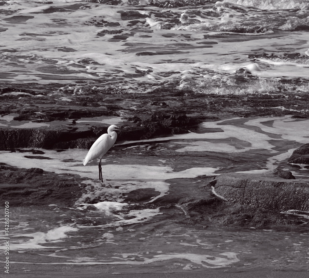 Obraz premium Solitary White Egret Coastal Closeup Black And White Nature Concept