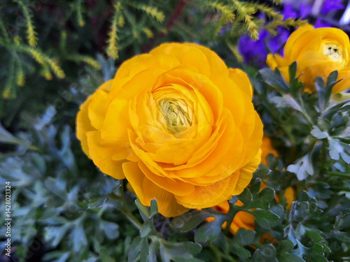 Close-up of yellow ranunculus flower.