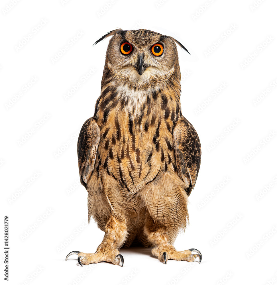 Naklejka premium Expressive Eurasian Eagle-Owl, Bubo bubo, looking at the camera, isolated on white