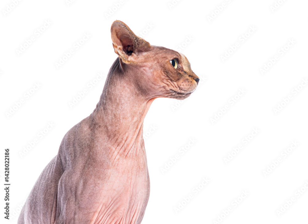 Headshot of a sphynx cat in profile, isolated on white