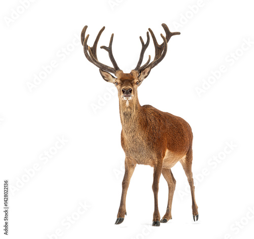 Red deer stag walking on white background