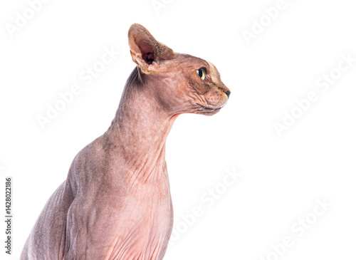 Obraz na płótnie Headshot of a sphynx cat in profile, isolated on white w salonie