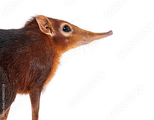 Black and rufous elephant shrew, Rhynchocyon petersi, walking and showing its distinctive long, pointed snout, isolated on white photo