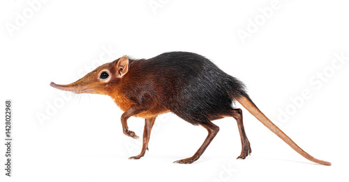 Black and rufous elephant shrew, Rhynchocyon petersi, walking and showing its distinctive long, pointed snout, isolated on white photo