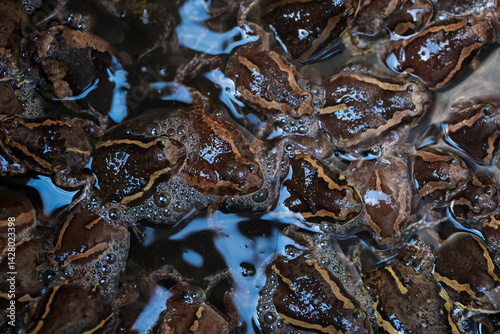 Many cultivated frogs live in the water.
